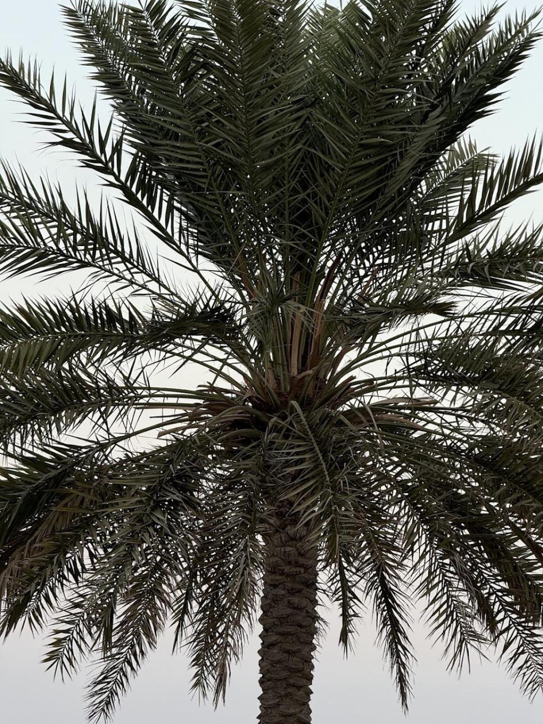 Au 79 Code - Address Fujairah - Apartment Sharm